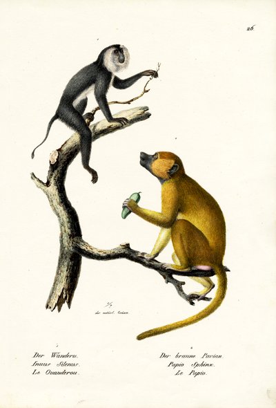 Grauer Langur, 1824 von Karl Joseph Brodtmann